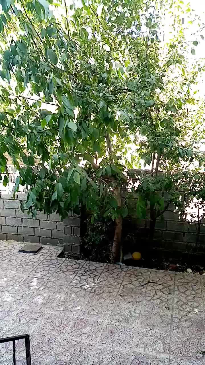 سویت شهر کیاسر|اجارهٔ کوتاه‌مدت آپارتمان و سوئیت|کیاسر, |دیوار