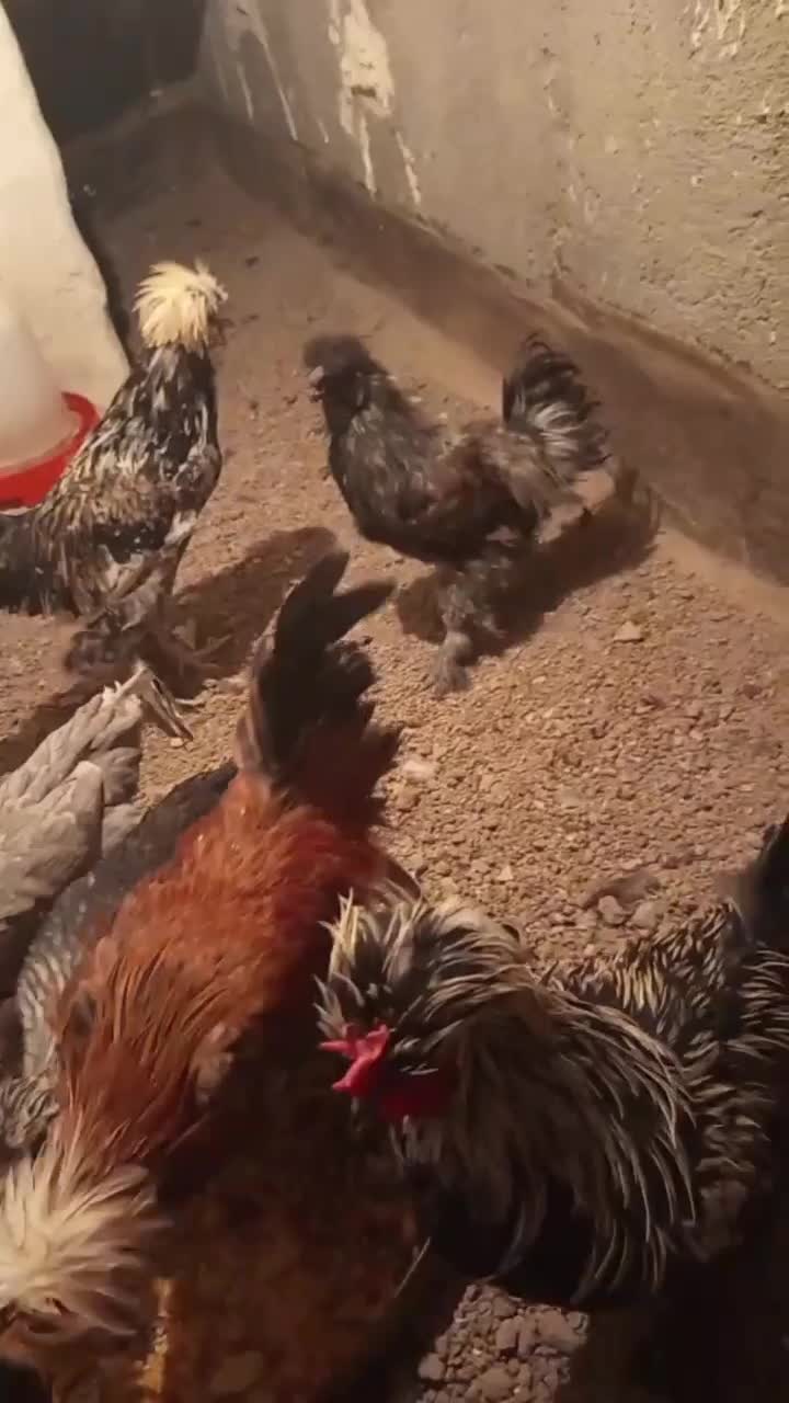 خروس و مرغ پرپا کاکولی|حیوانات مزرعه|تربت‌حیدریه, قائم|دیوار