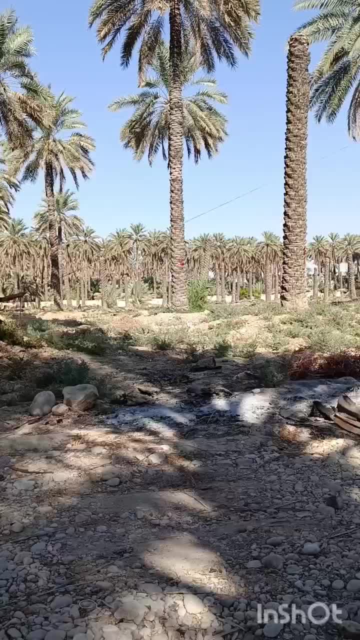 قطع نخل در منزل و باغ|گل و گیاه طبیعی|جهرم, |دیوار