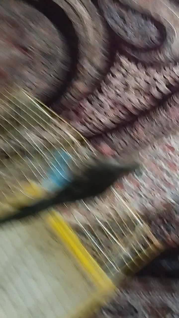 قیمت250ملیون|پرنده|سراوان, |دیوار