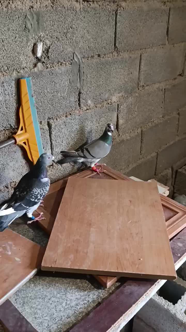 جفت پلاکی در حد|پرنده|برازجان, |دیوار