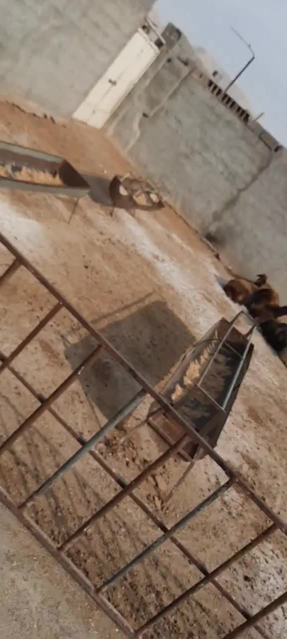 فروش گوسفند سالم و باکیفیت|حیوانات مزرعه|اصفهان, سرشبادران|دیوار