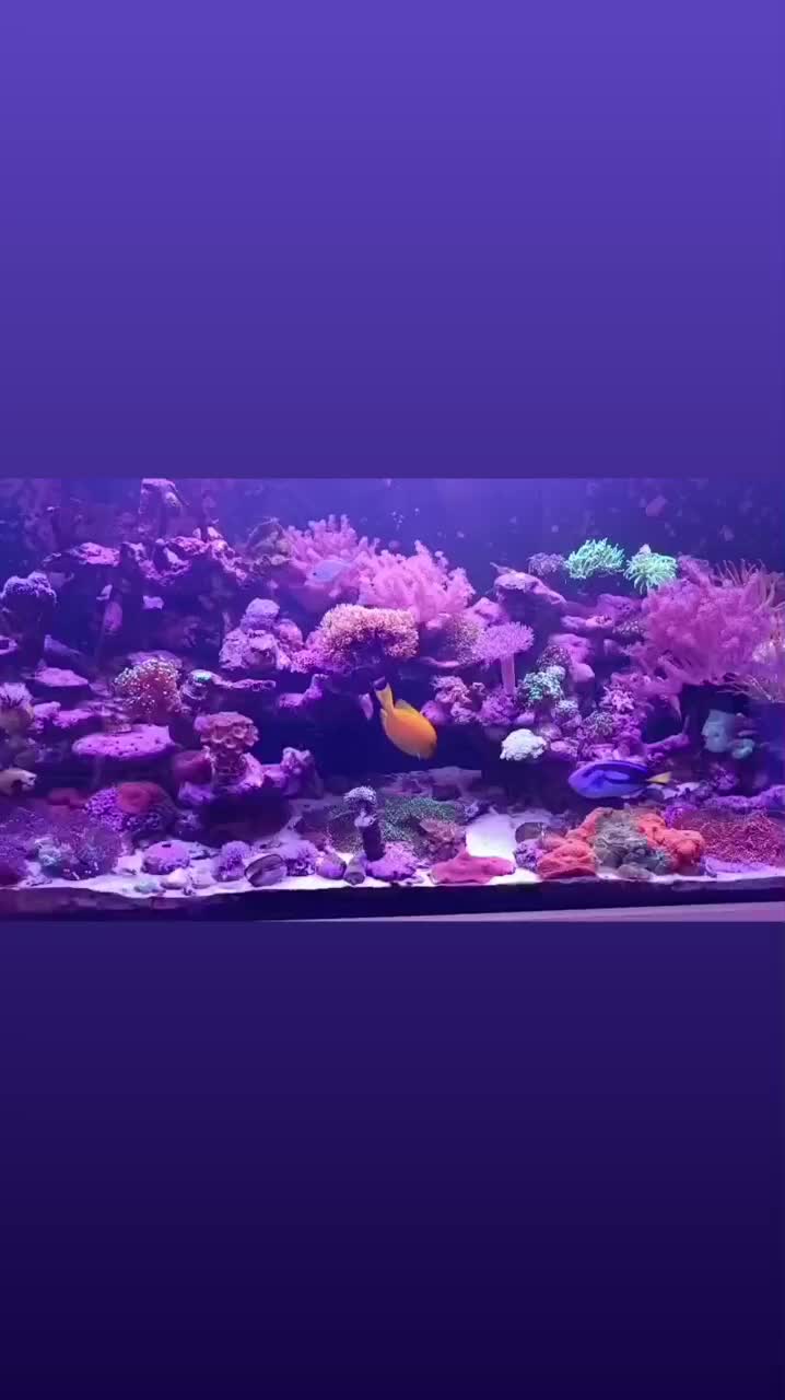 لوازم اکواریوم ابشور|ماهی|مشهد, حرم مطهر رضوی|دیوار