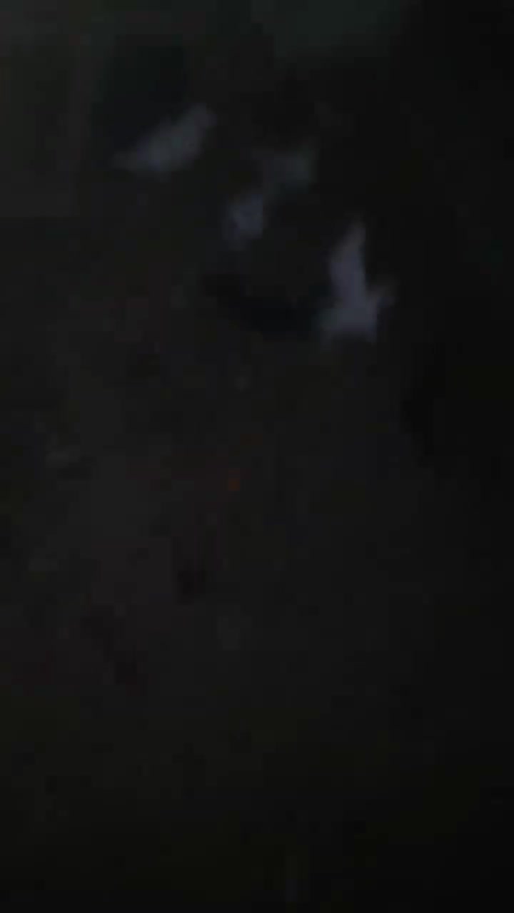 کبوتر پرشی|پرنده|ابریشم, |دیوار