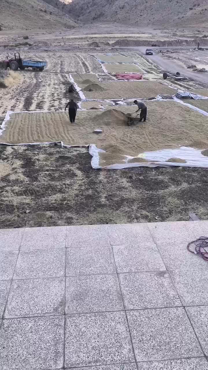 زمین اماده ، برای کاشت برنج روستای عامله|اجارهٔ دفتر صنعتی، کشاورزی، تجاری|صحنه, |دیوار