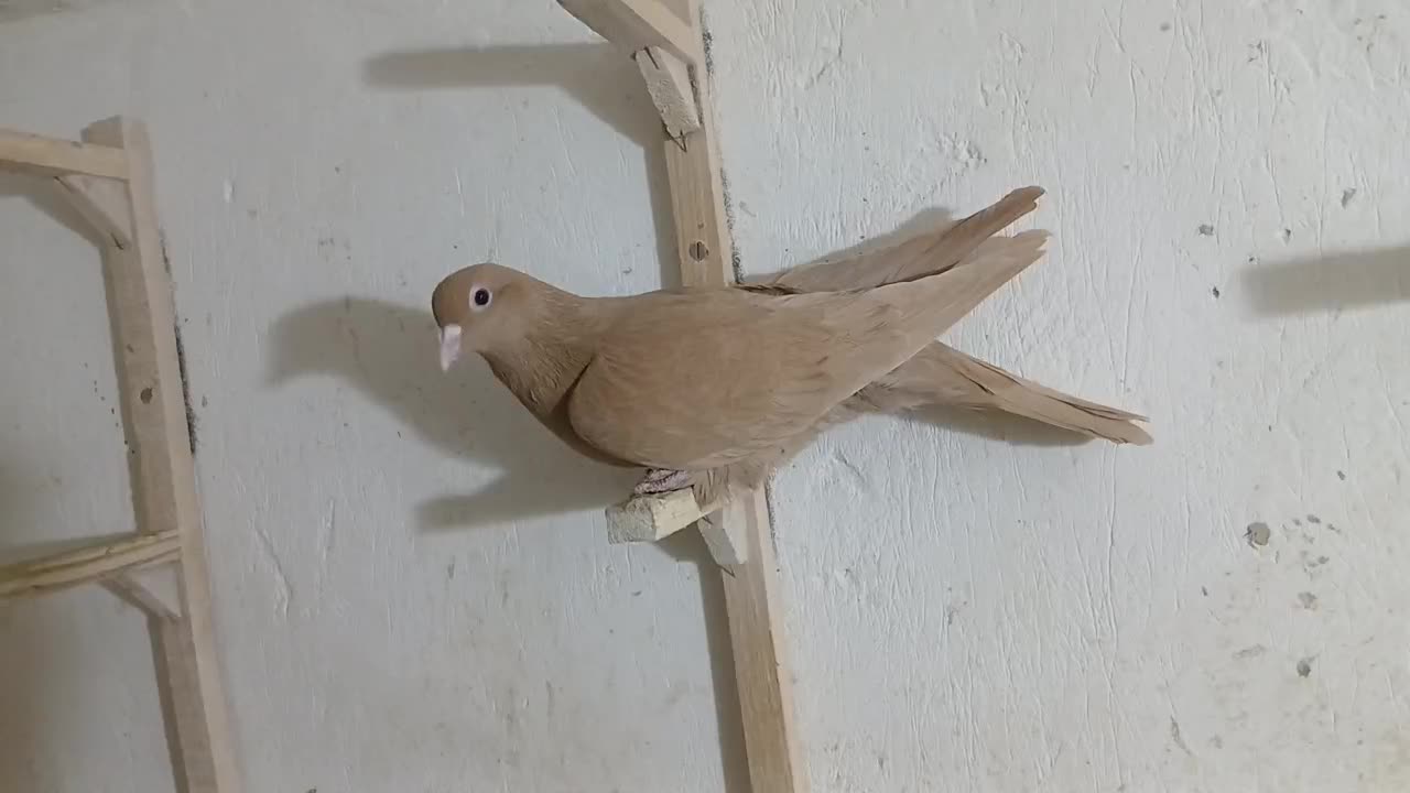 زرد|پرنده|ماهان, |دیوار