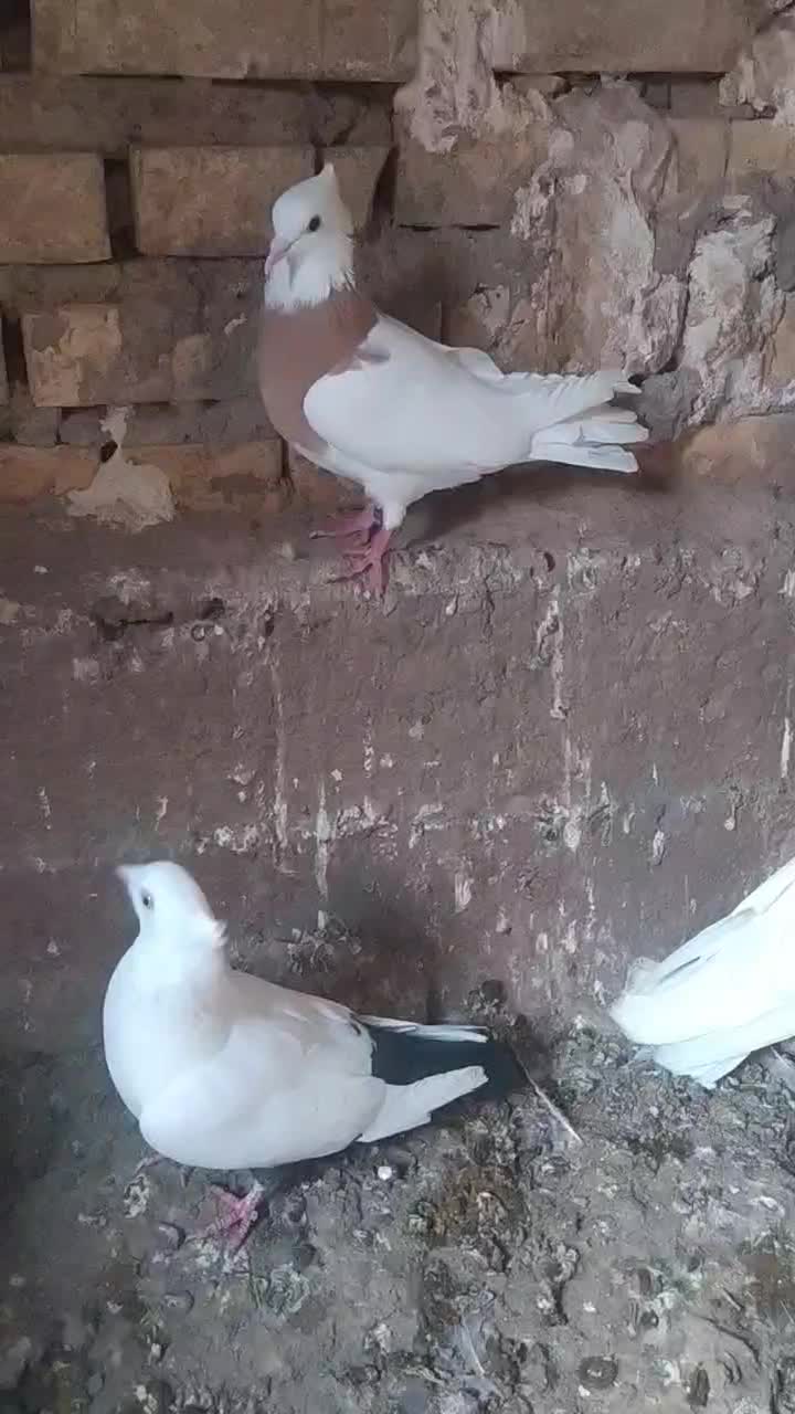 دوتا طوقی تمیز بدون غلط با دمبی|پرنده|شوشتر, |دیوار