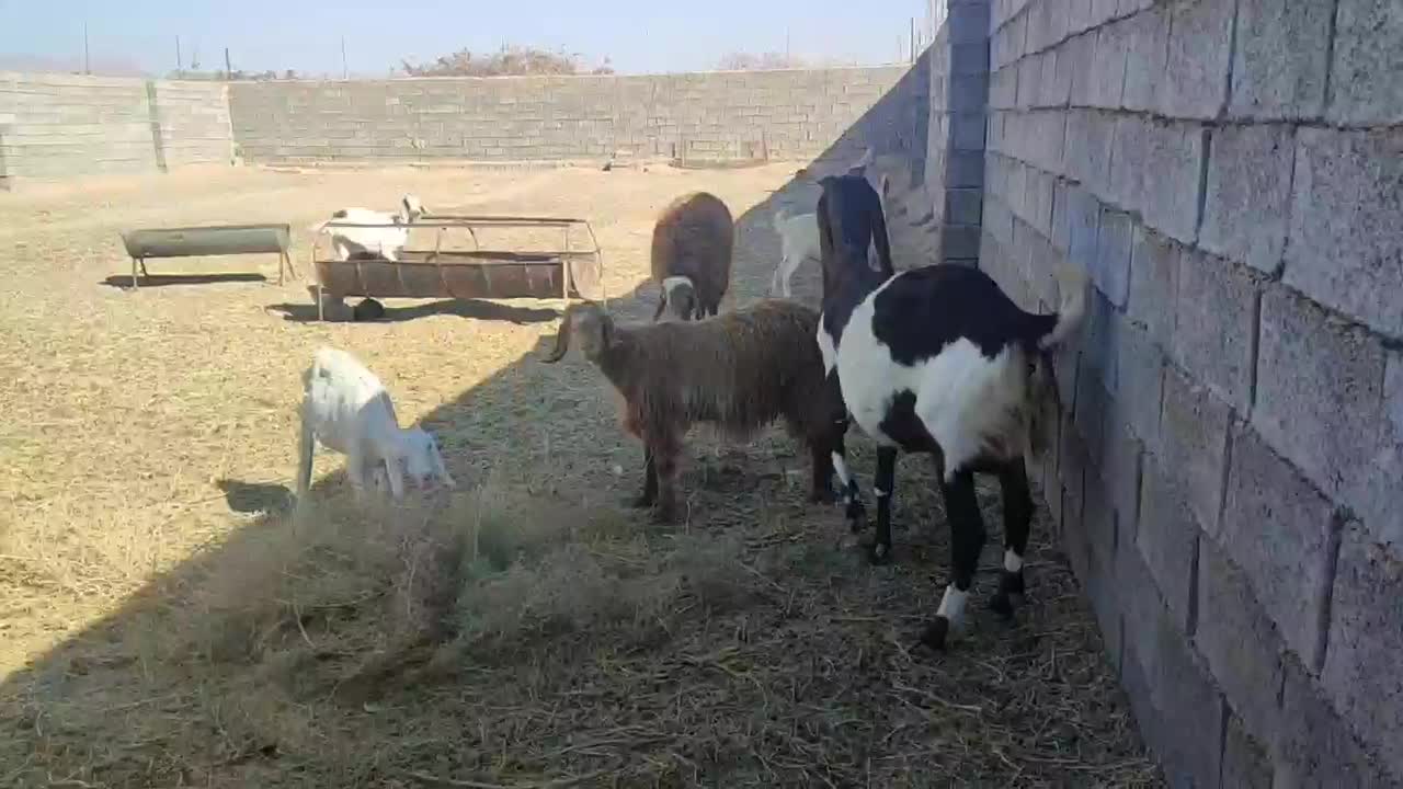 شاه بز گلابی آمریکایی با دو بزغاله|حیوانات مزرعه|خواف, |دیوار