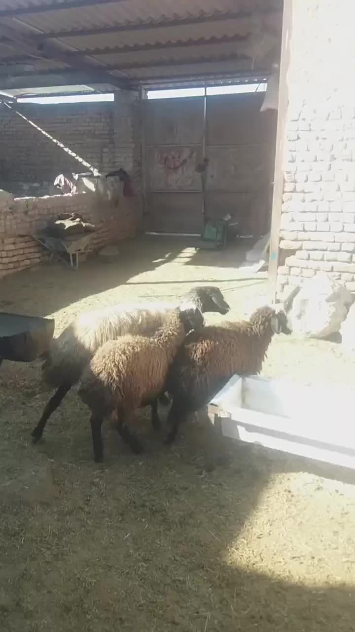 گوسفند گله قـوچ شـال|حیوانات مزرعه|تربتحیدریه, قاسم آباد|دیوار