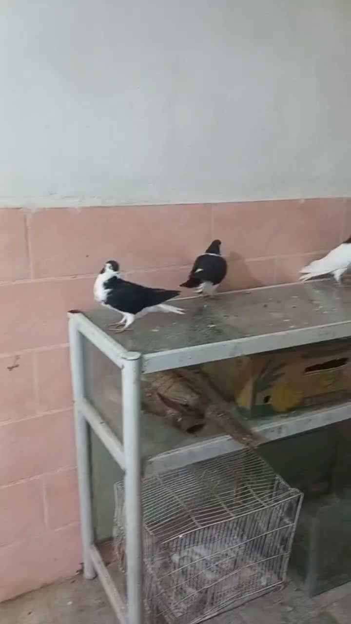 کبوتر|پرنده|فریمان, |دیوار