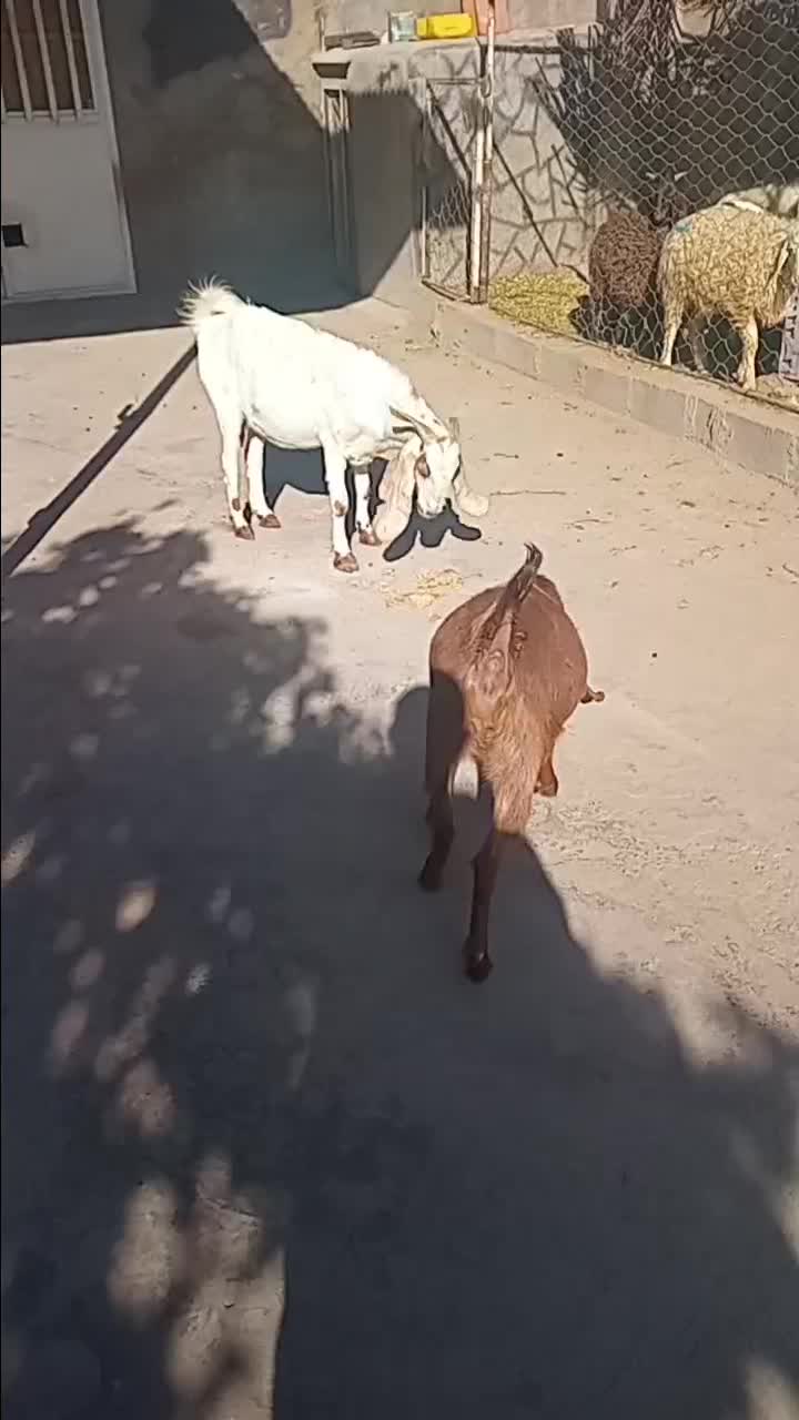 بز وگیسه آبستن نژاد دار|حیوانات مزرعه|کرمان, |دیوار