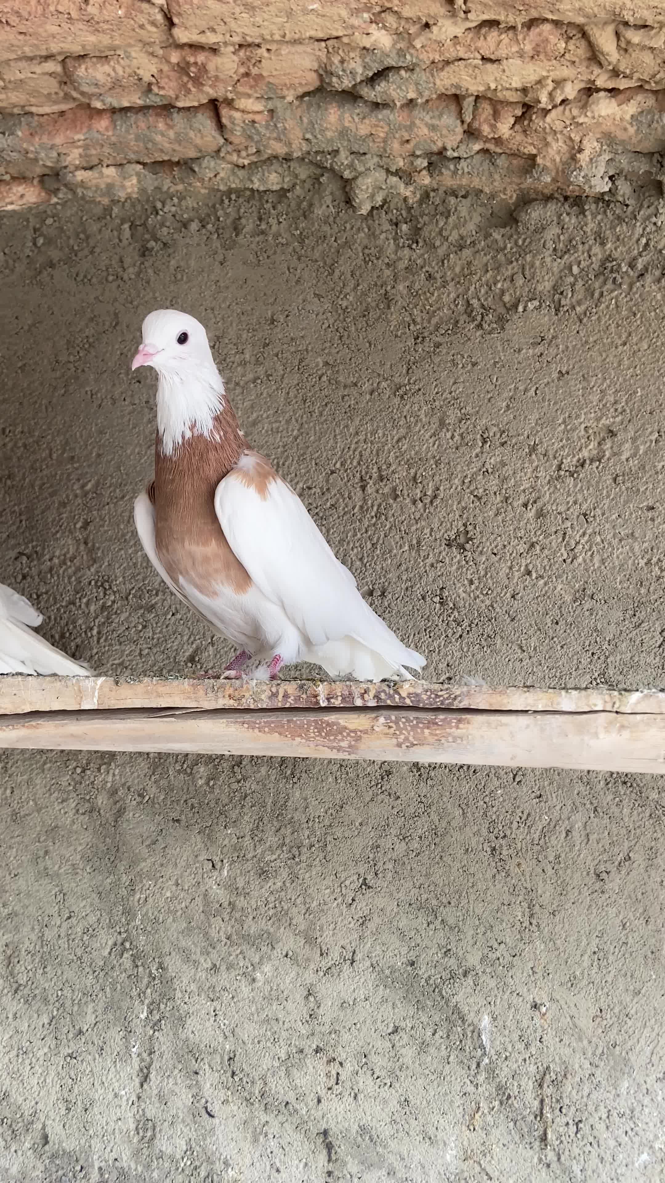 طوقی زرد|پرنده|بهار, |دیوار