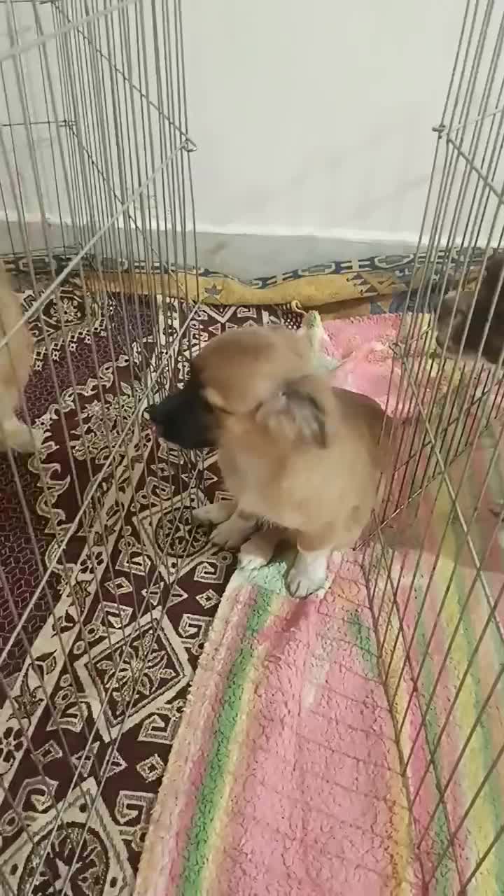 سگ ماده|سگ|گنبد کاووس, |دیوار