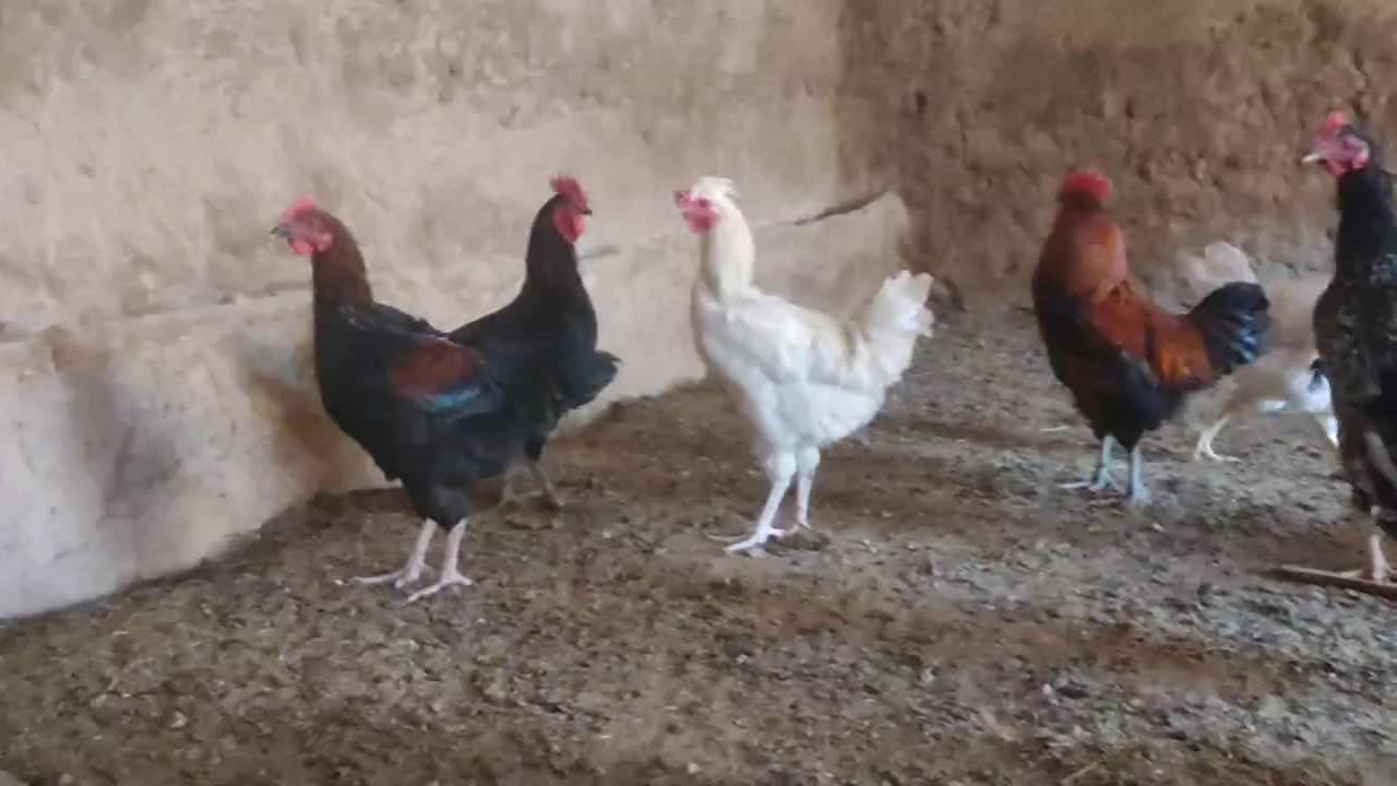 خروس جوان|حیوانات مزرعه|رضویه, |دیوار