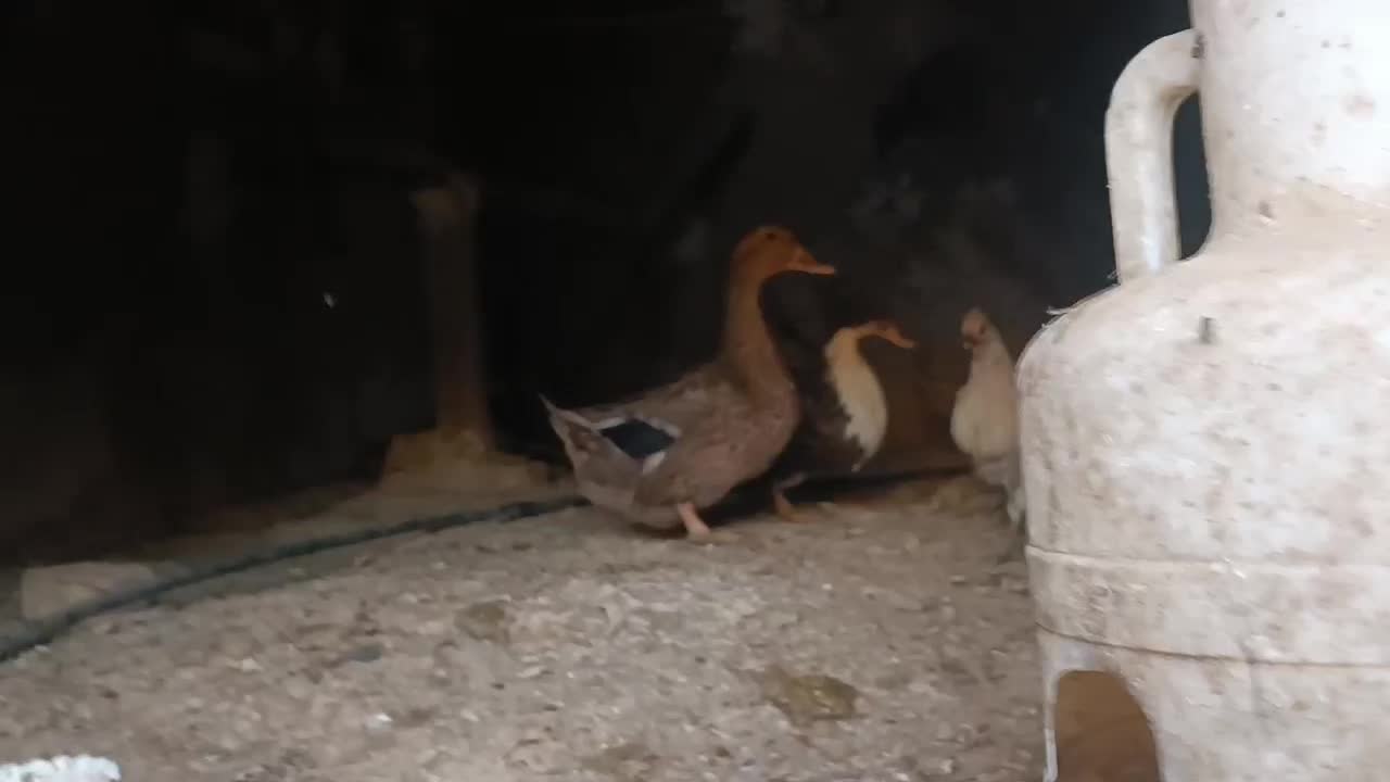 اردک نر و ماده بالغ و یک مرغ کاکلی مینیاتوری|پرنده|بجستان, |دیوار