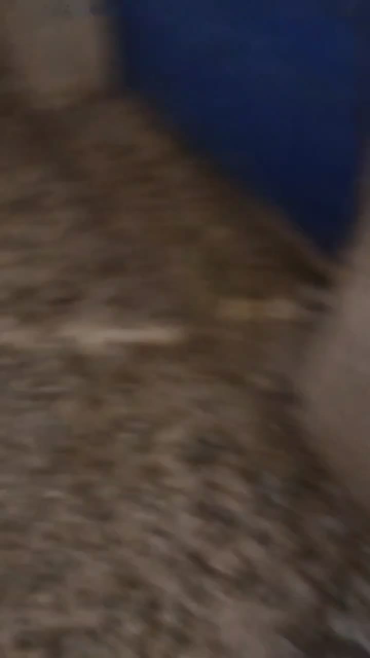 کبوتر رنگی|پرنده|دشتابی, |دیوار