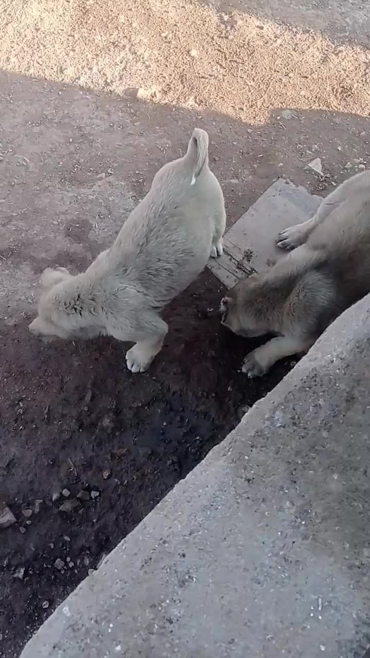 ۲ تا نر سرابی|سگ|میانه, |دیوار