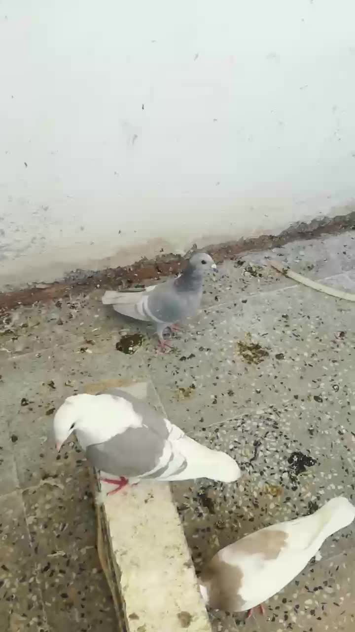 پلاکی خط سفید|پرنده|دهدشت, |دیوار