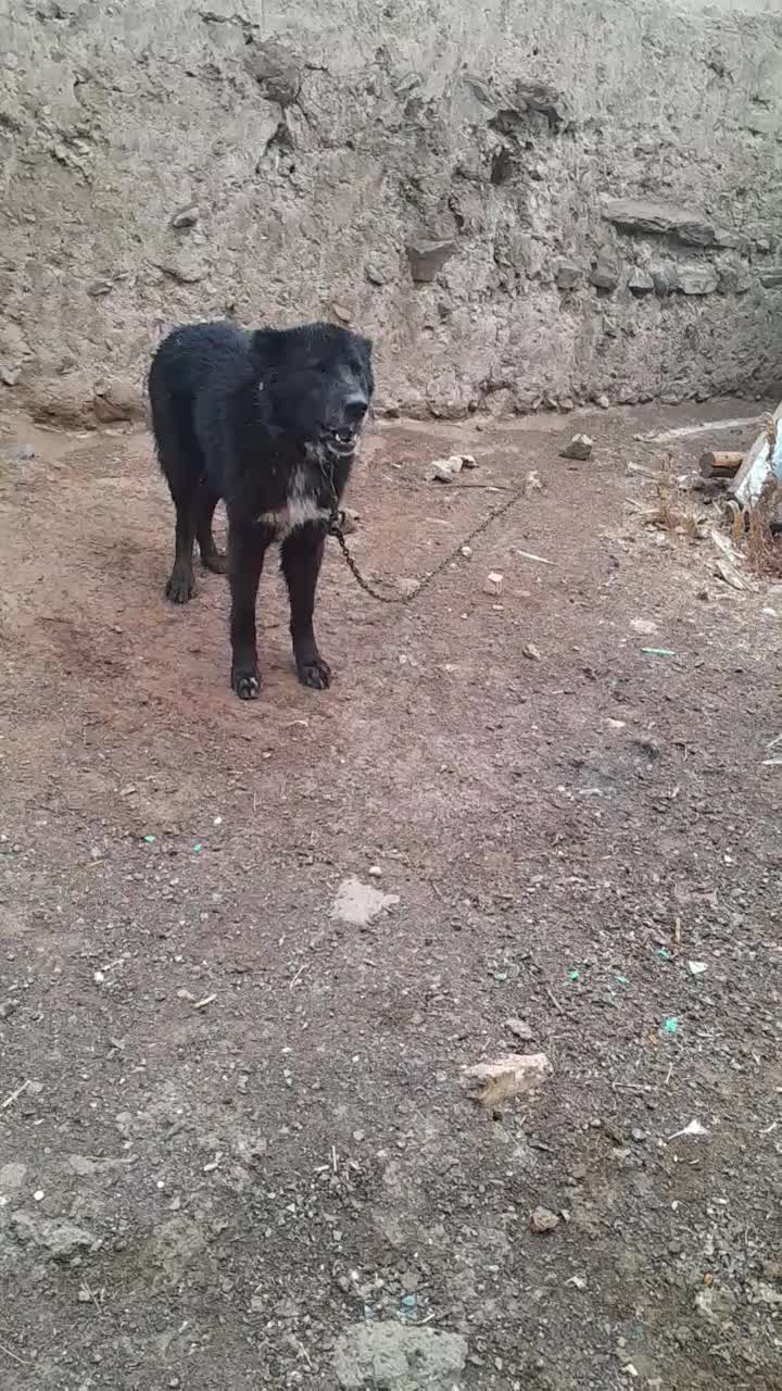 سگ قدریجونی|سگ|خمین, |دیوار