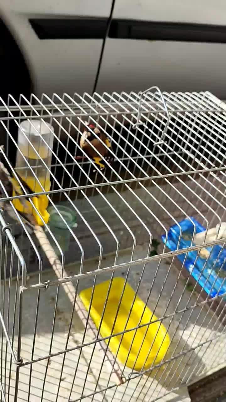 سقا کرمونشاهی ۴ گل ریزه خوان|پرنده|کرمان, |دیوار