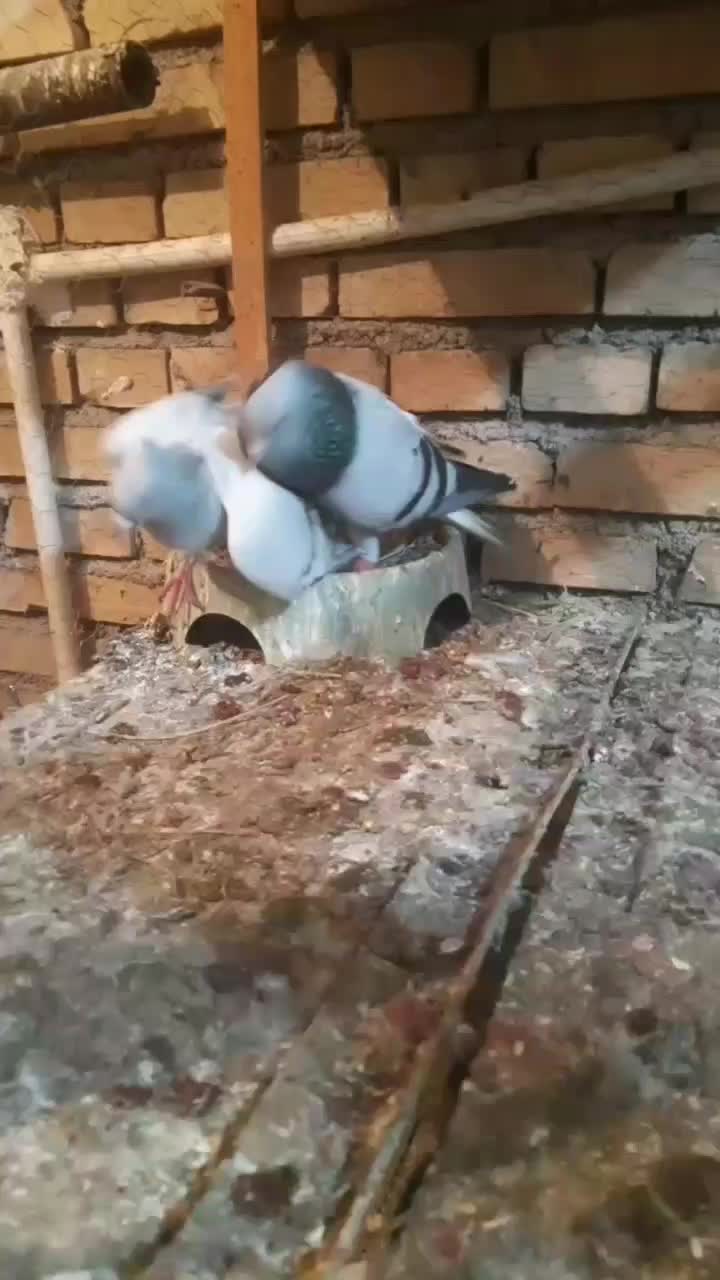 جفت شامی دم سفید|پرنده|دزفول, |دیوار