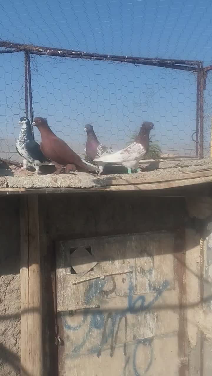 کبوتر.کفتر رنگی|پرنده|فسا, |دیوار