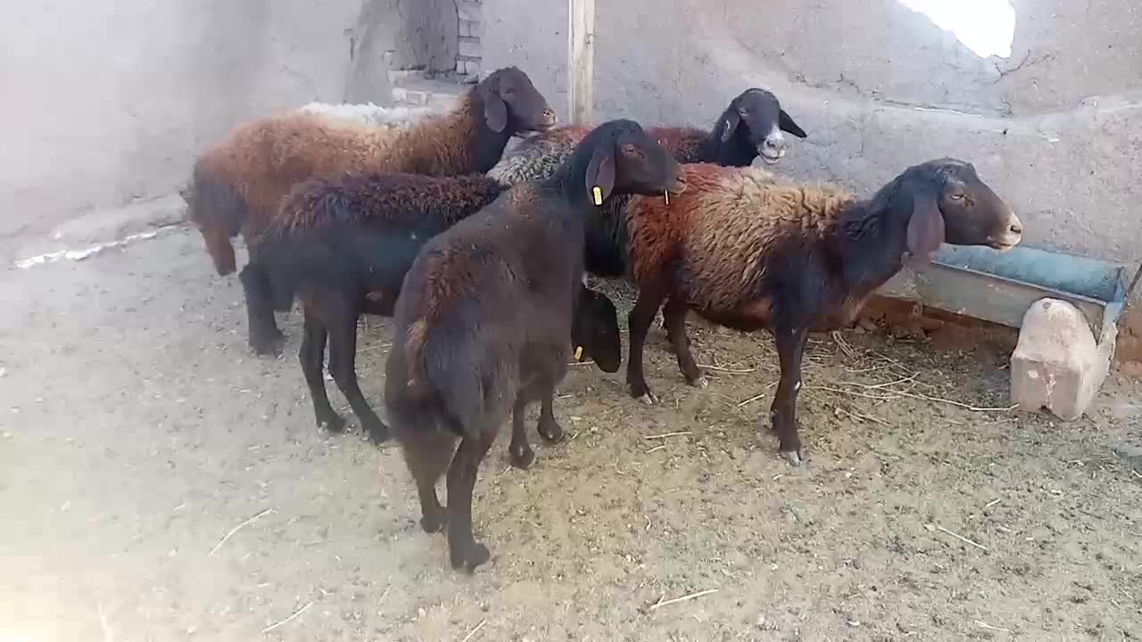 4راس میش داشتی گله گرد وآبستن|حیوانات مزرعه|کدکن, |دیوار