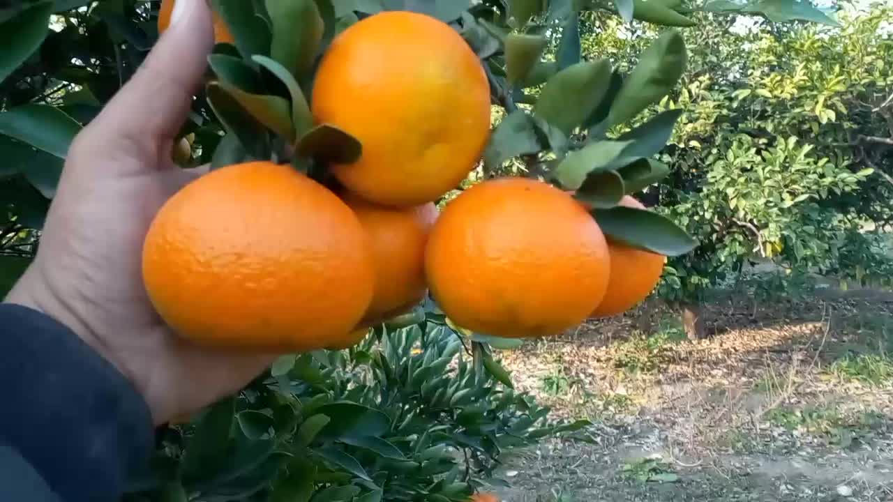 نهال نارنگی تابستونه|خدمات باغبانی و درختکاری|ساری, |دیوار