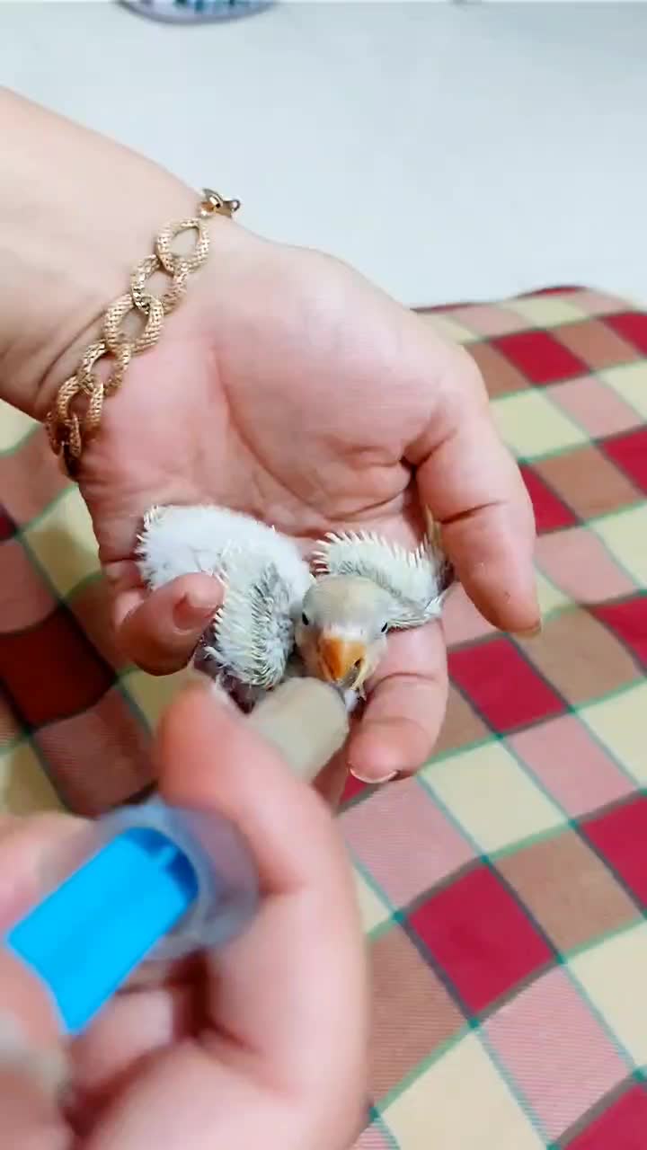 عروس هلندی. طوطی برزیلی سریلاکی بالغ تخم گذار|پرنده|کازرون, |دیوار