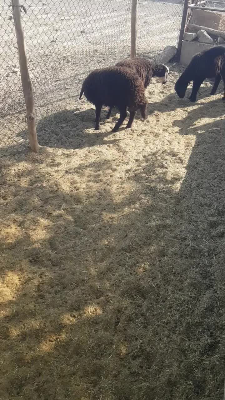 حیوانات مزرعه|حیوانات مزرعه|اصفهان, هفتون|دیوار