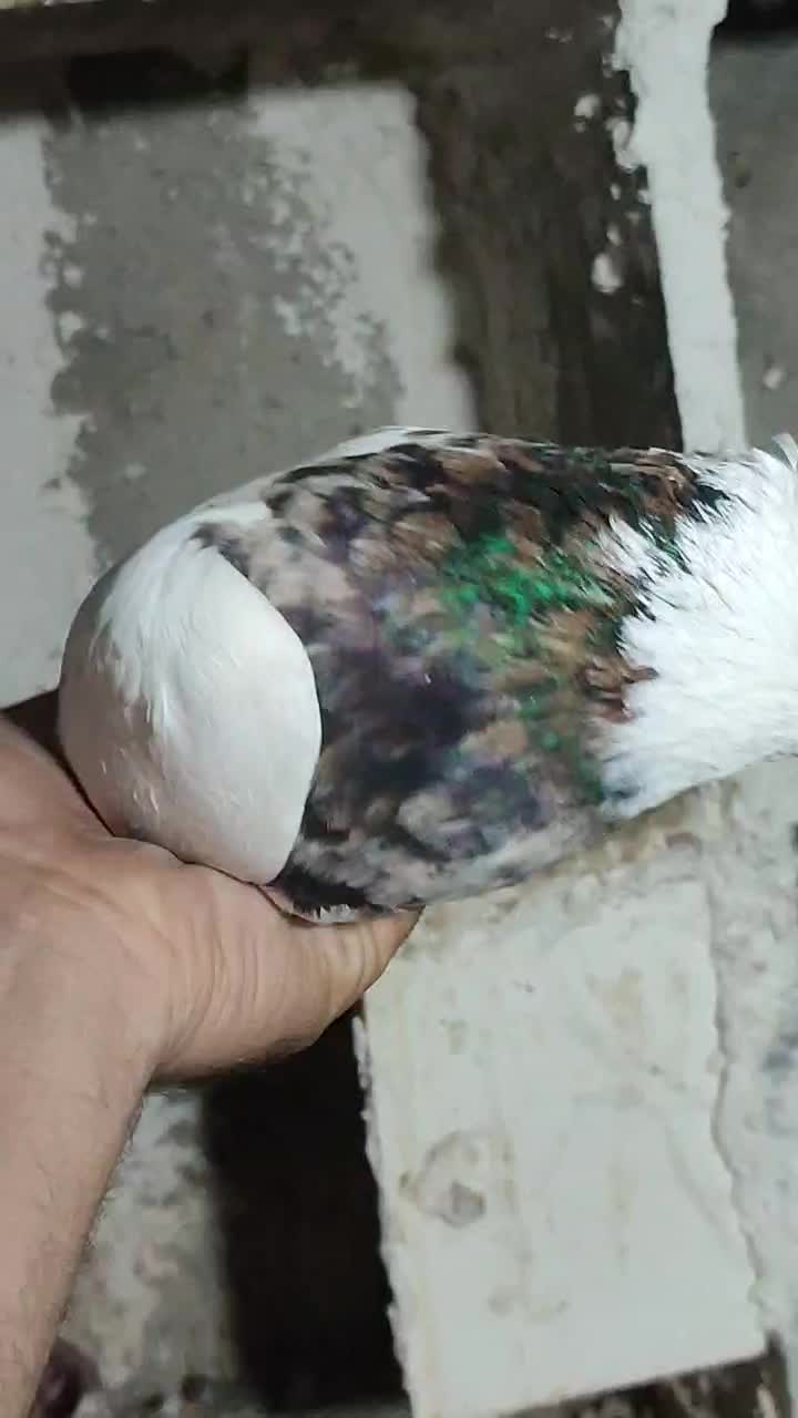 طوقی خال قدیم|پرنده|بهبهان, |دیوار