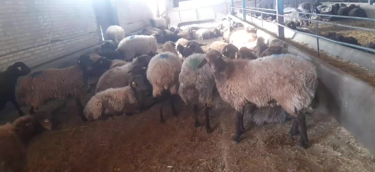 با سلام خدمت هم شهری های عزیز تعداد گوسفند فروشی|حیوانات مزرعه|شیروان (خراسان), |دیوار