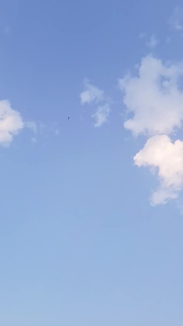 پرنده|پرنده|شادگان, |دیوار