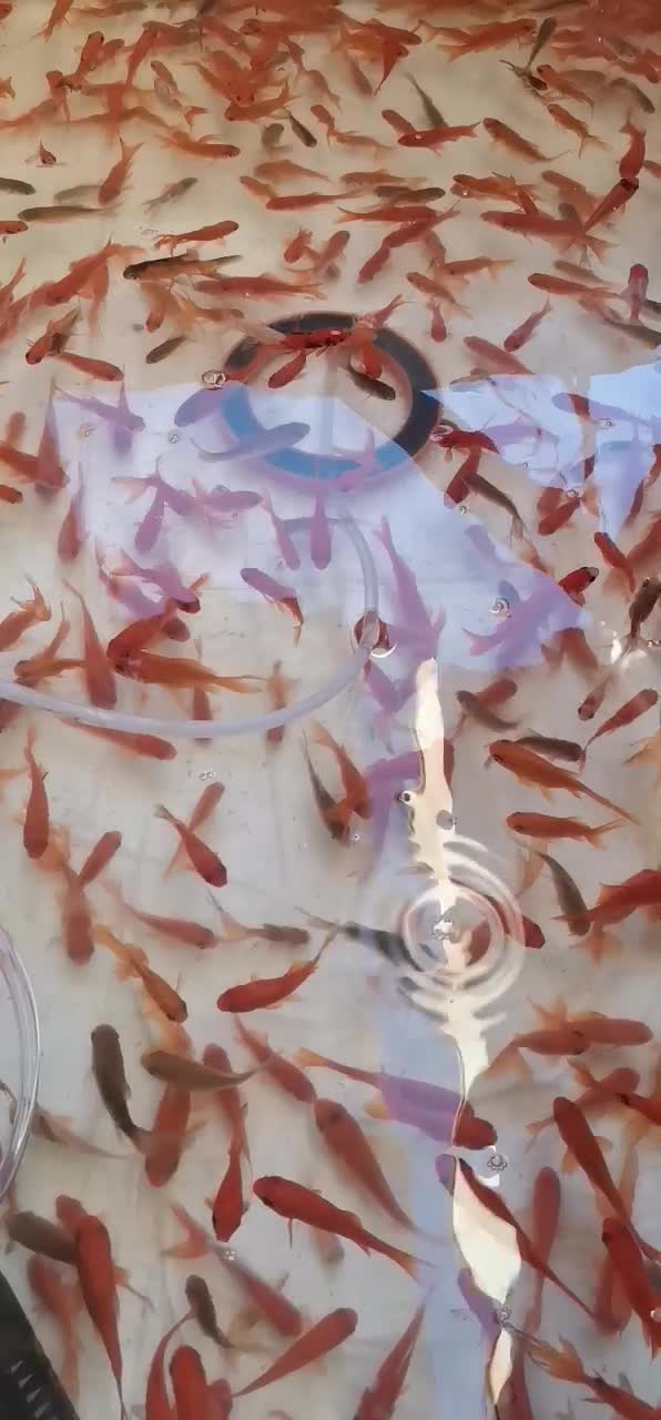 ماهی قرمز|ماهی|گرگان, |دیوار