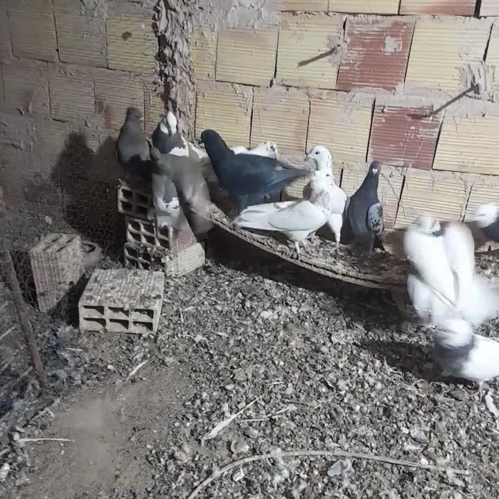 کبوتران امیر|پرنده|فردوس (خراسان), |دیوار