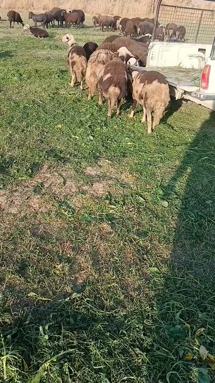 بزغاله|حیوانات مزرعه|بروجرد, |دیوار