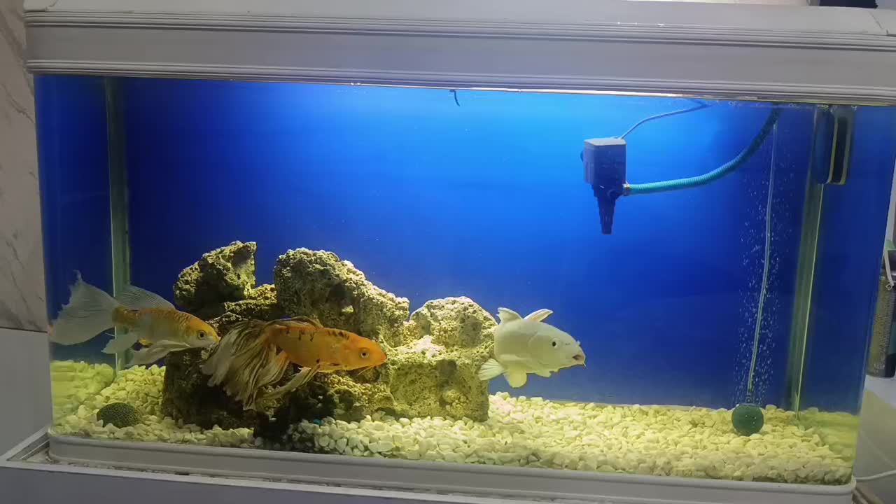 اکواریوم شیشه خم شرکتی|ماهی|اراک, |دیوار