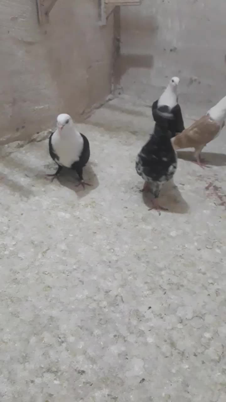 جوجه کربلایی کله سیاه|پرنده|مشهد, ادیب نیشابوری (شهرک غرب)|دیوار