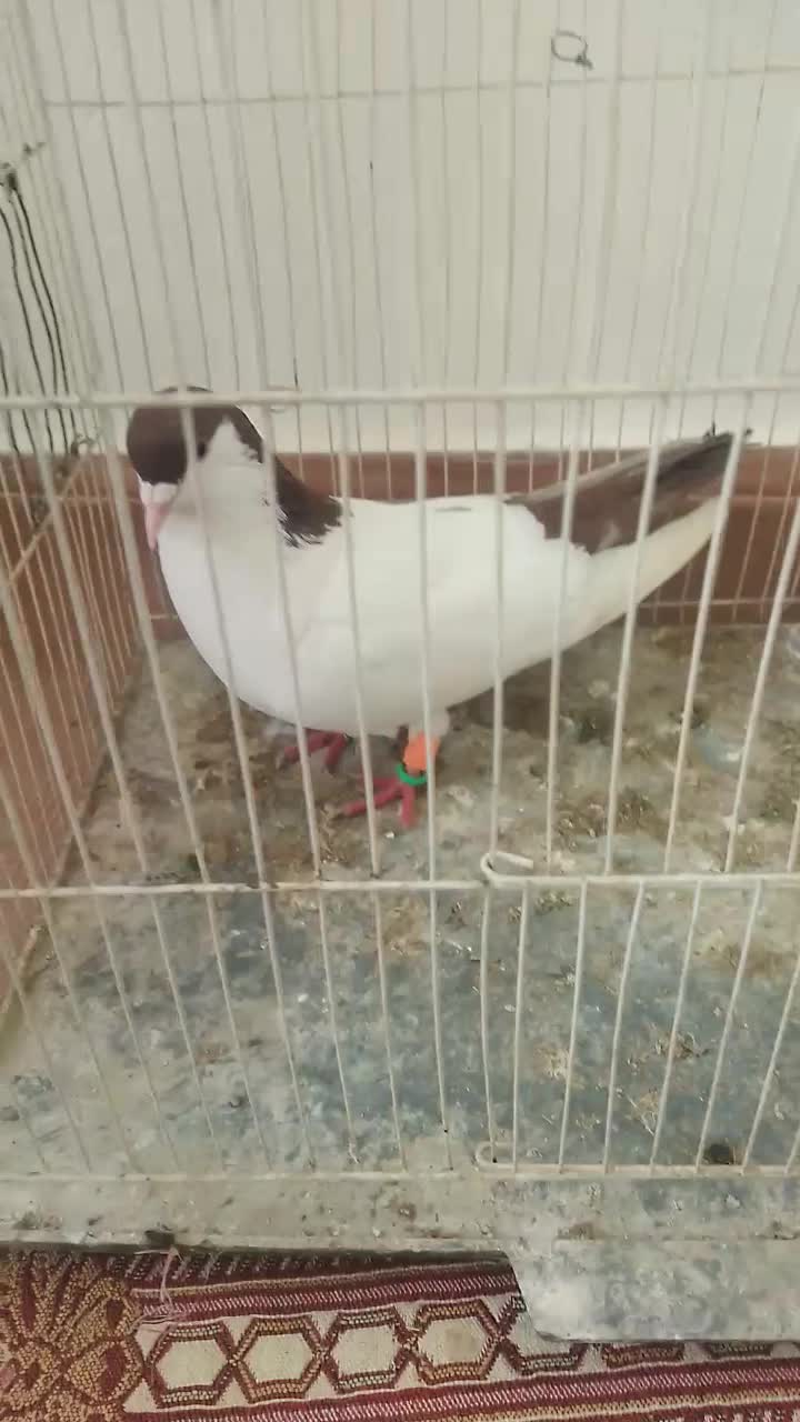 کفتر نر مست|پرنده|شیروان (خراسان), |دیوار