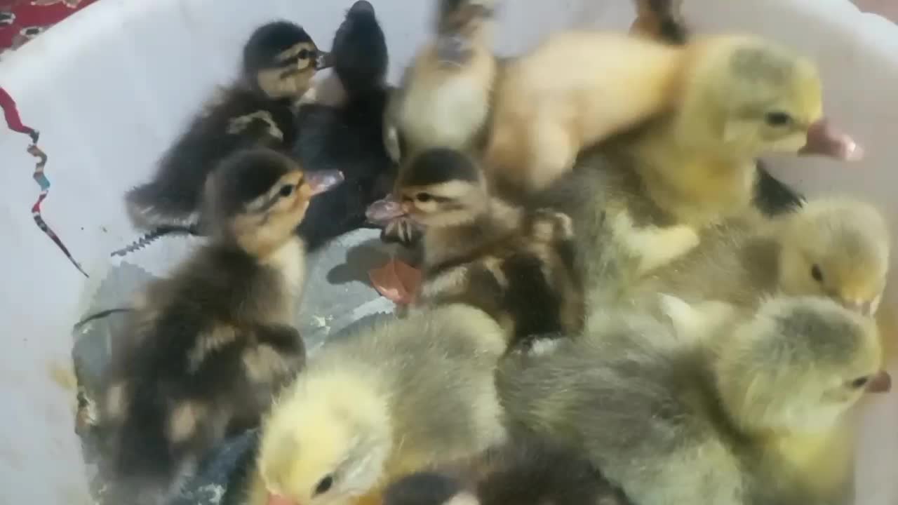 جوجه غاز|حیوانات مزرعه|رشت, حمیدیان|دیوار