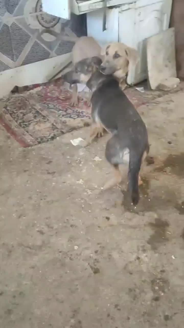 سگ نگهبان|سگ|صفادشت, |دیوار