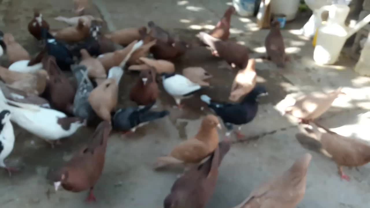 سرخ و زرد خالدم|پرنده|مشهد, ترمینال|دیوار