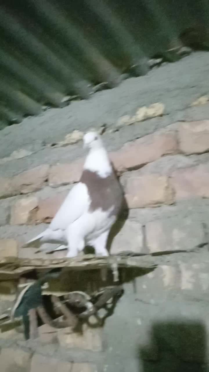 کفتر|پرنده|بیرجند, |دیوار