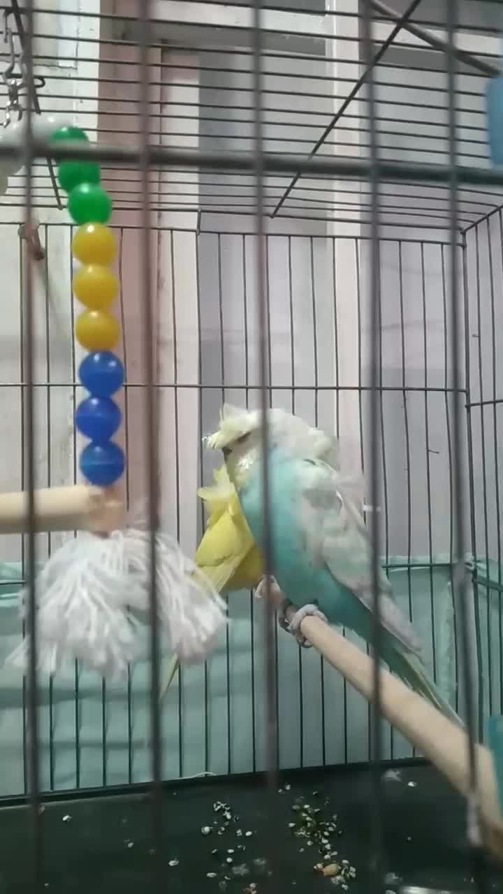 مرغ عشق پروانه ای زیبادرشت جوان معاوضه قناری ماده|پرنده|قدس, شهر‌قدس|دیوار