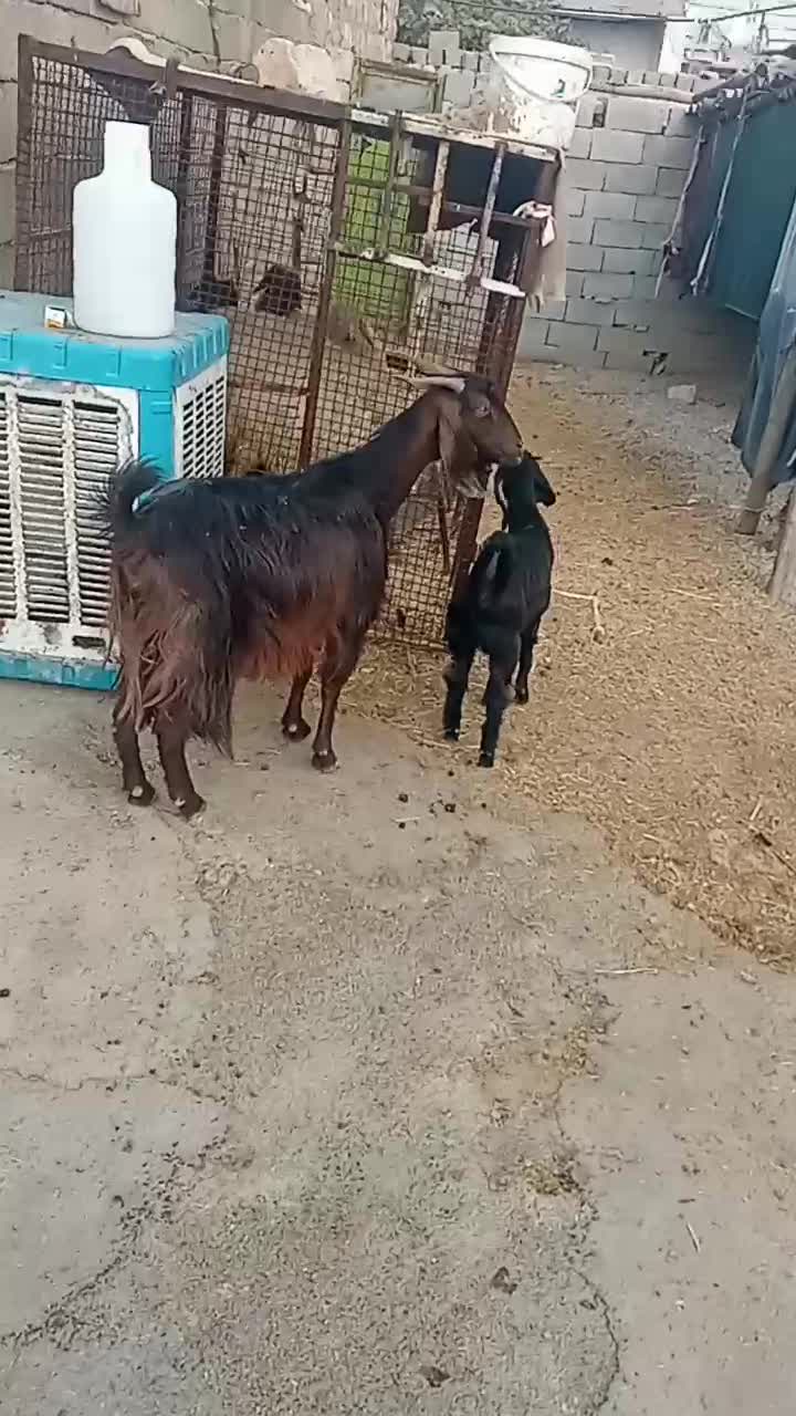 ۱راس بزوبزغاله قیمت۱۲میلیون۵۰۰|حیوانات مزرعه|آبدانان, |دیوار