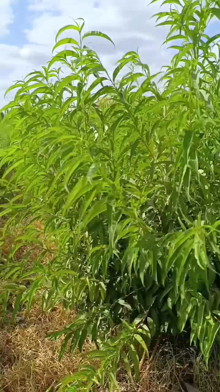 نهال های اصلاح شده دیرگل بادام های نژاد برتر کم آب|خدمات باغبانی و درختکاری|کرج, شهرک اوج|دیوار