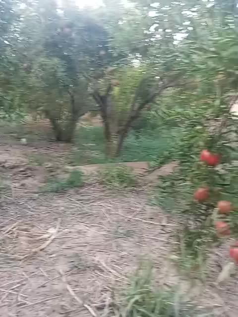 انار|خوردنی و آشامیدنی|یزد, |دیوار
