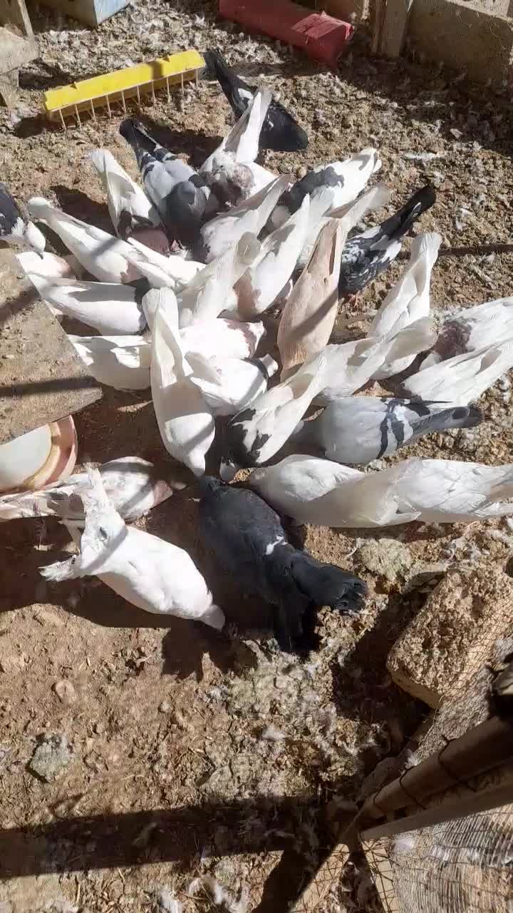 کبوتر طوقی|پرنده|چادگان, |دیوار