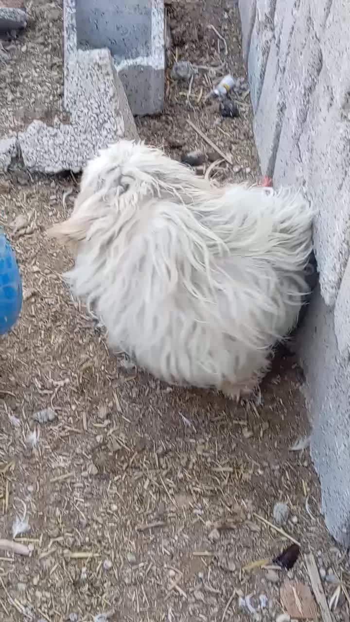 پاپی|سگ|نجف‌آباد, رحمت آباد|دیوار