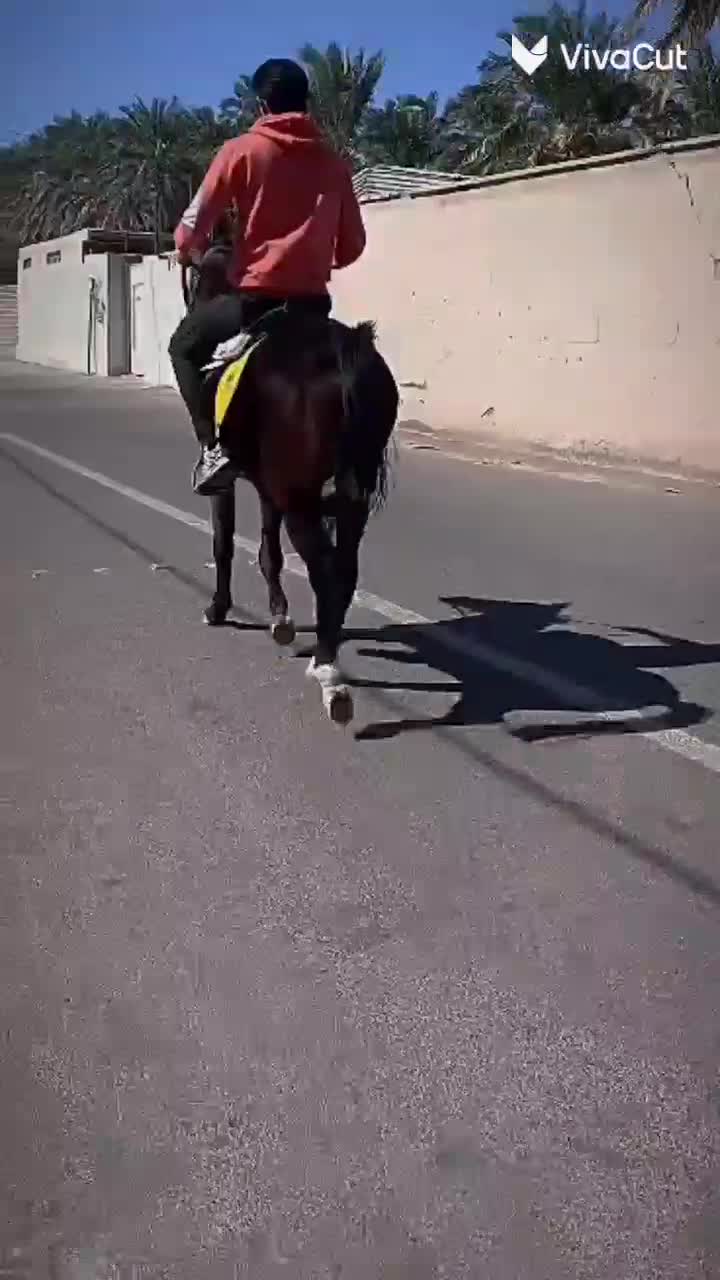 اسب|اسب و تجهیزات اسبسواری|بم, |دیوار